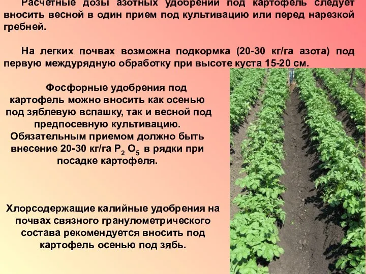 Расчетные дозы азотных удобрений под картофель следует вносить весной в один