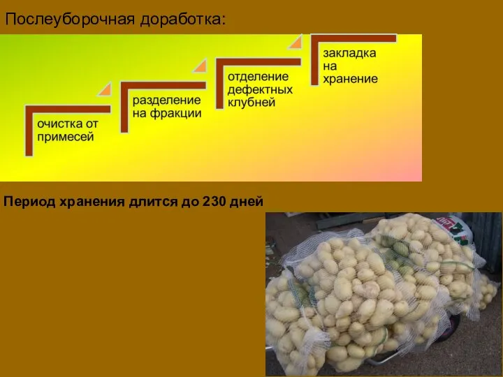 Послеуборочная доработка: Период хранения длится до 230 дней