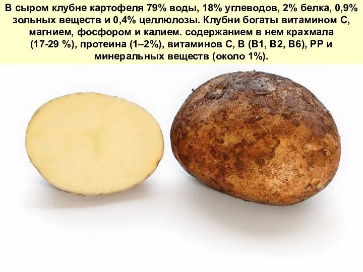 В сыром клубне картофеля 79% воды, 18% углеводов, 2% белка, 0,9%