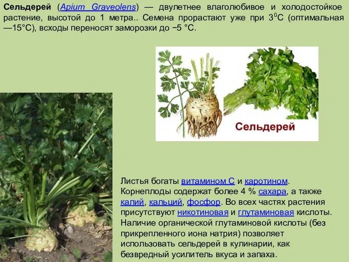 Сельдерей (Apium Graveolens) — двулетнее влаголюбивое и холодостойкое растение, высотой до