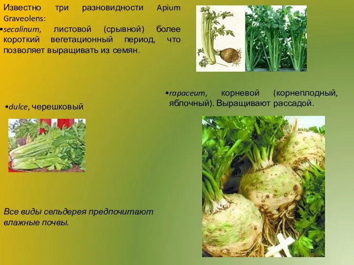 Известно три разновидности Apium Graveolens: secalinum, листовой (срывной) более короткий вегетационный