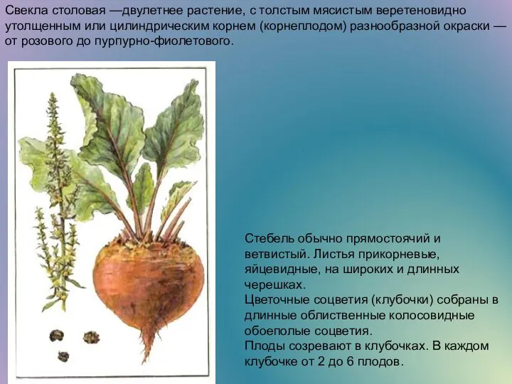 Свекла столовая —двулетнее растение, с толстым мясистым веретеновидно утолщенным или цилиндрическим