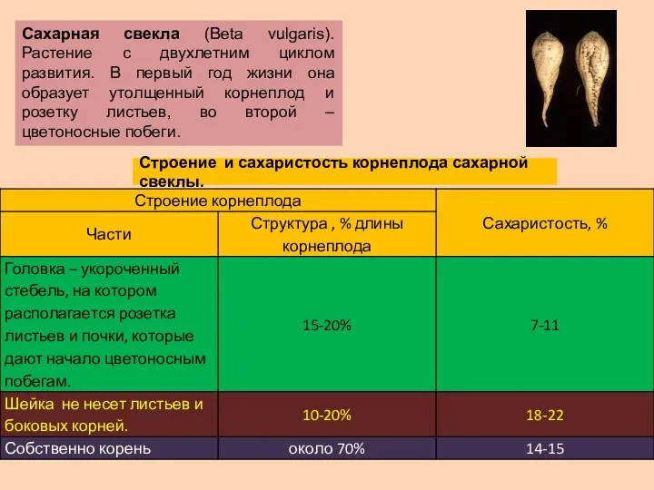 Сахарная свекла (Beta vulgaris). Растение с двухлетним циклом развития. В первый