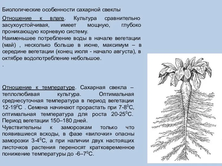 Отношение к влаге. Культура сравнительно засухоустойчивая, имеет мощную, глубоко проникающую корневую