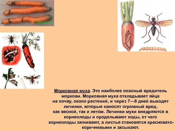 Морковная муха. Это наиболее опасный вредитель моркови. Морковная муха откладывает яйца