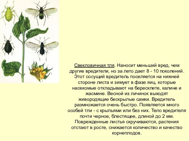 Свекловичная тля. Наносит меньший вред, чем другие вредители, но за лето