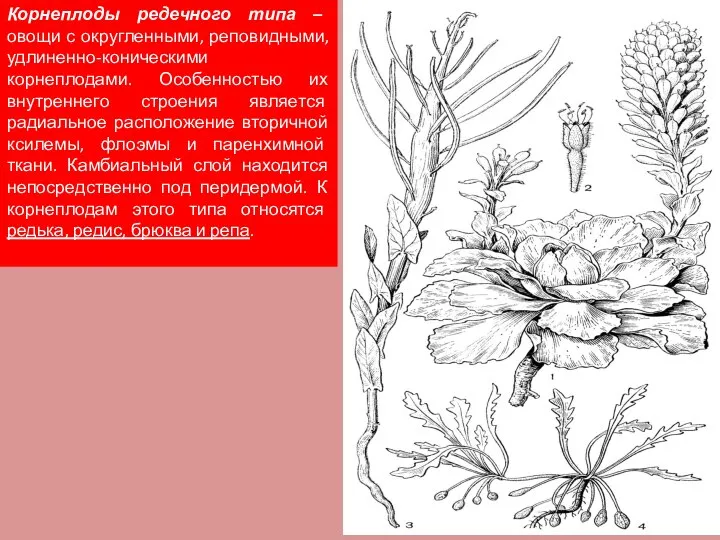 Корнеплоды редечного типа – овощи с округленными, реповидными, удлиненно-коническими корнеплодами. Особенностью