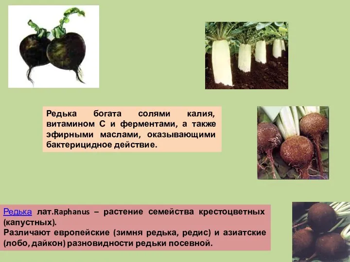 Редька лат.Raphanus – растение семейства крестоцветных (капустных). Различают европейские (зимня редька,