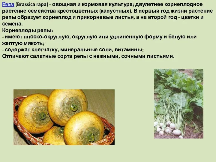 Репа (Brassica rapa) - овощная и кормовая культура; двулетнее корнеплодное растение