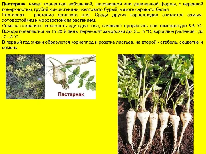 Пастернак имеет корнеплод небольшой, шаровидной или удлиненной формы, с неровной поверхностью,