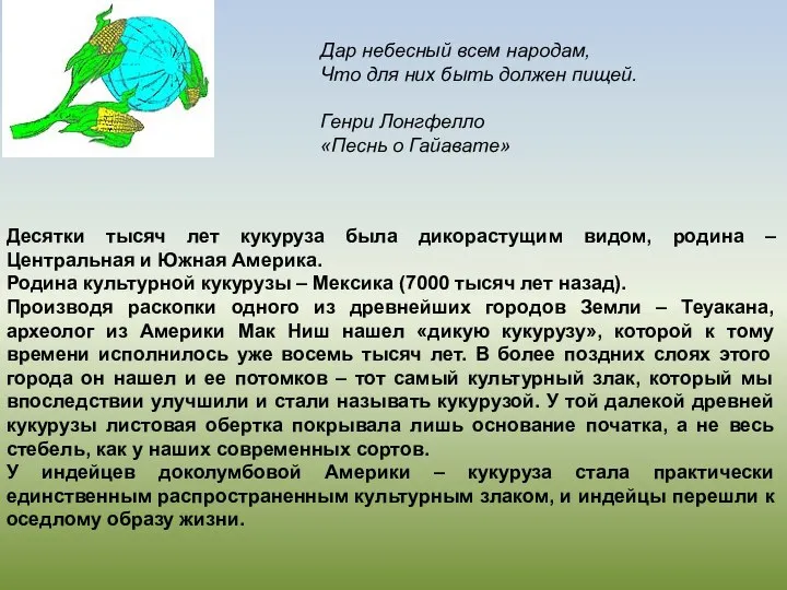 Десятки тысяч лет кукуруза была дикорастущим видом, родина – Центральная и