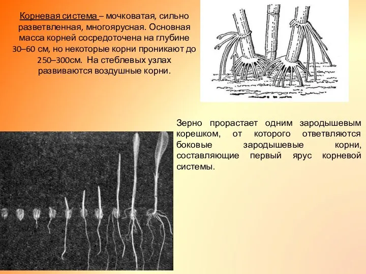 Корневая система – мочковатая, сильно разветвленная, многоярусная. Основная масса корней сосредоточена