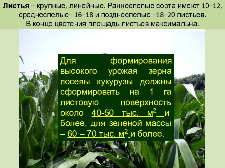 Листья – крупные, линейные. Раннеспелые сорта имеют 10–12, среднеспелые– 16–18 и