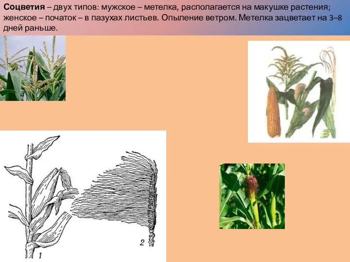 Соцветия – двух типов: мужское – метелка, располагается на макушке растения;