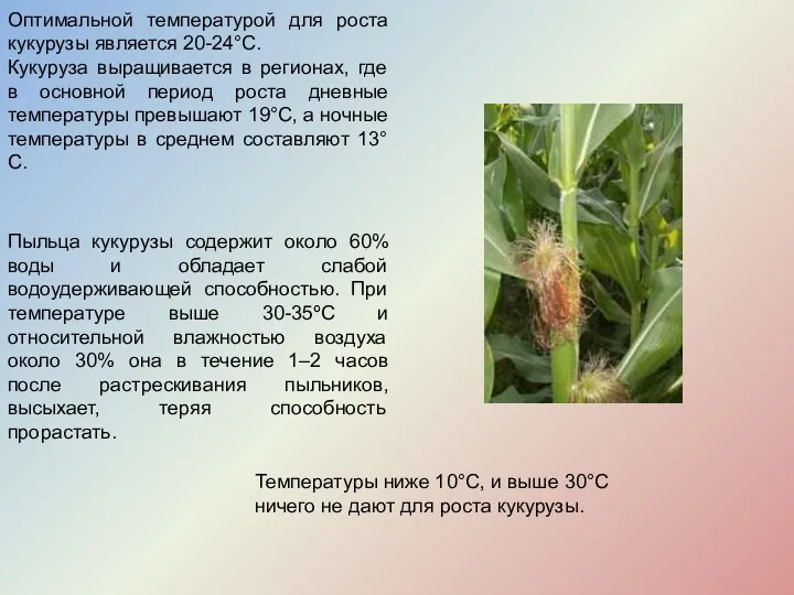 Оптимальной температурой для роста кукурузы является 20-24°С. Кукуруза выращивается в регионах,