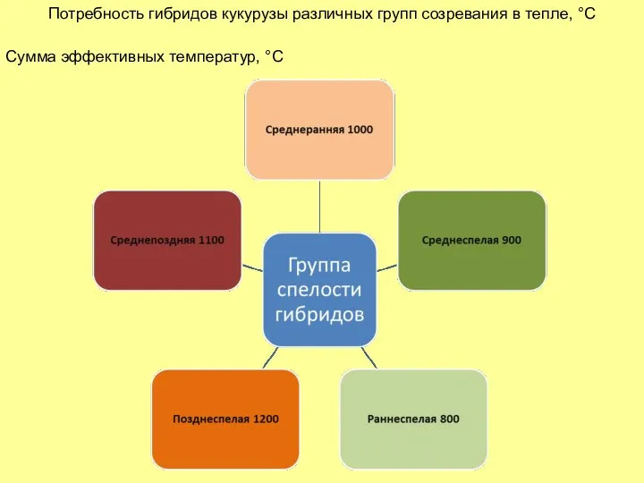 Потребность гибридов кукурузы различных групп созревания в тепле, °С Сумма эффективных температур, °С