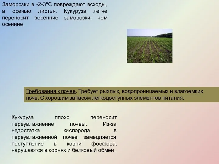 Заморозки в -2-3ºС повреждают всходы, а осенью листья. Кукуруза легче переносит