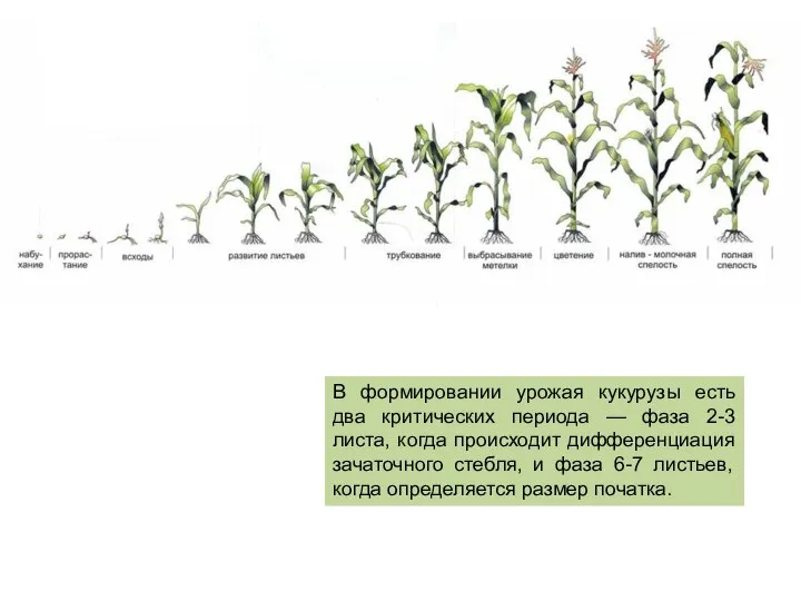 В формировании урожая кукурузы есть два критических периода — фаза 2-3