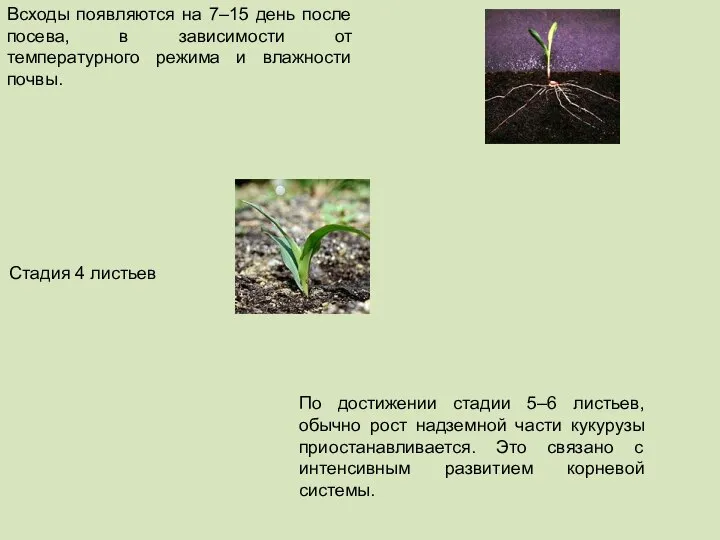 Всходы появляются на 7–15 день после посева, в зависимости от температурного