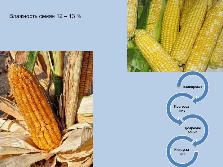 Влажность семян 12 – 13 %