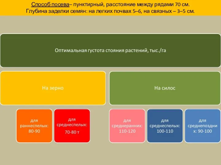 Способ посева– пунктирный, расстояние между рядами 70 см. Глубина заделки семян: