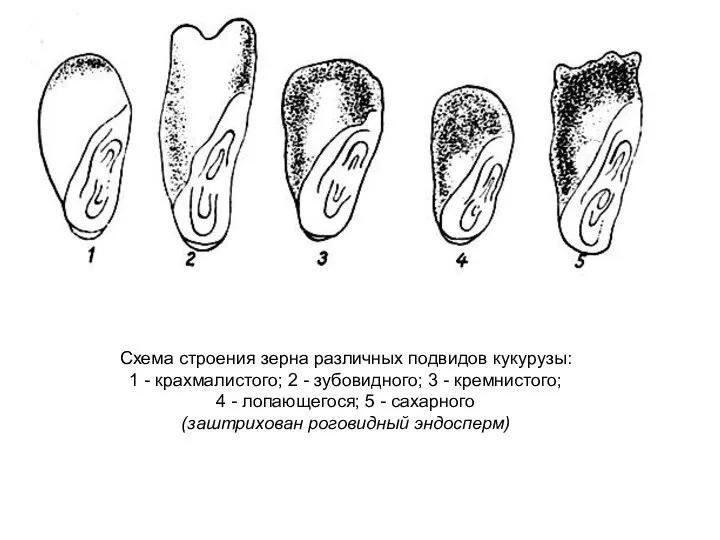 Схема строения зерна различных подвидов кукурузы: 1 - крахмалистого; 2 -