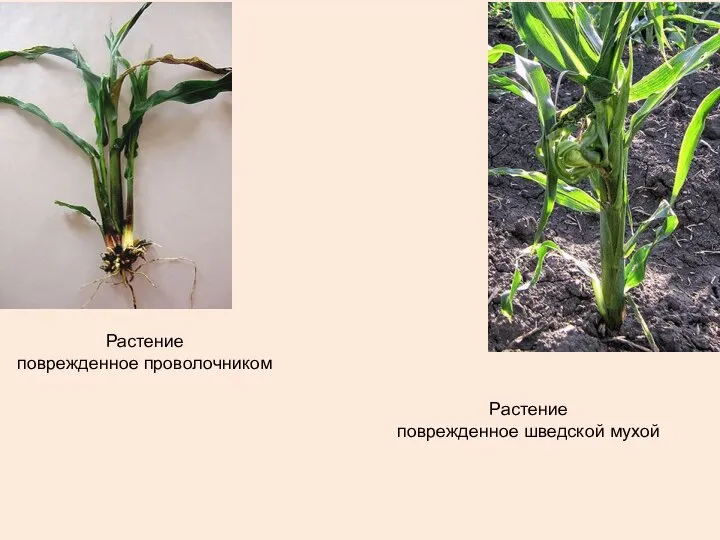 Растение поврежденное проволочником Растение поврежденное шведской мухой