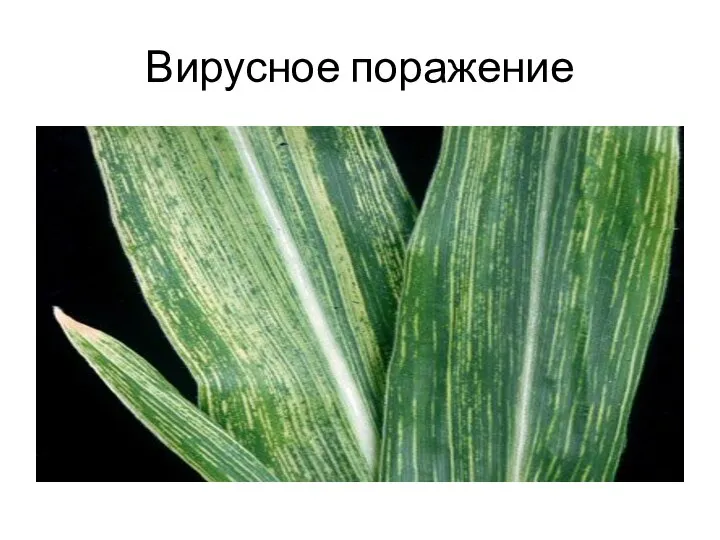 Вирусное поражение