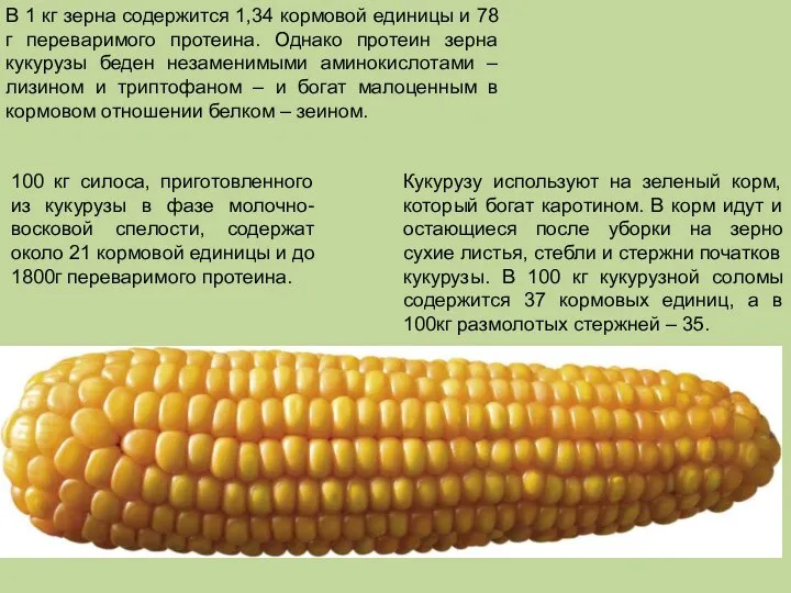 В 1 кг зерна содержится 1,34 кормовой единицы и 78 г