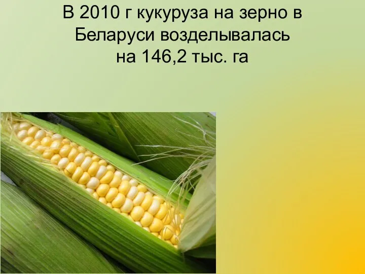 В 2010 г кукуруза на зерно в Беларуси возделывалась на 146,2 тыс. га