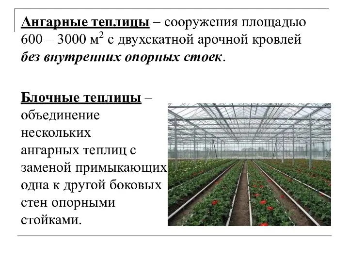 Ангарные теплицы – сооружения площадью 600 – 3000 м2 с двухскатной