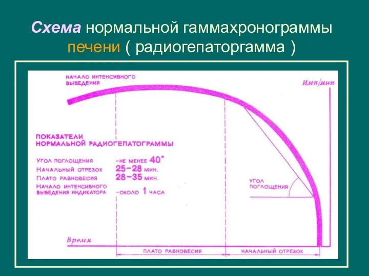 Схема нормальной гаммахронограммы печени ( радиогепаторгамма )