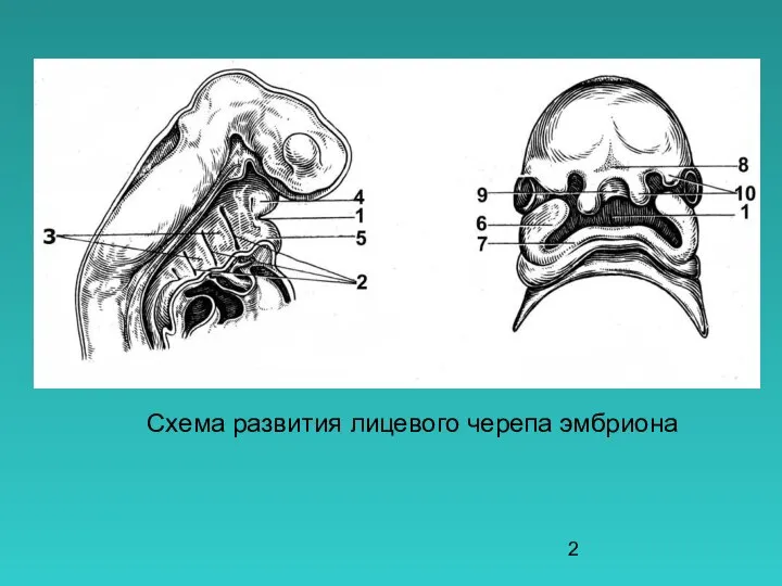 Схема развития лицевого черепа эмбриона