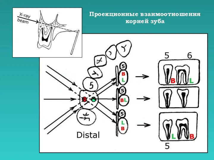 Проекционные взаимоотношения корней зуба