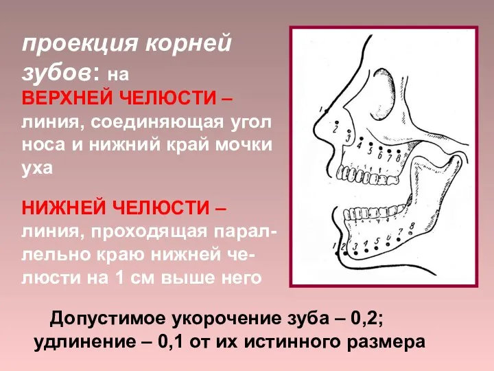проекция корней зубов: на ВЕРХНЕЙ ЧЕЛЮСТИ – линия, соединяющая угол носа