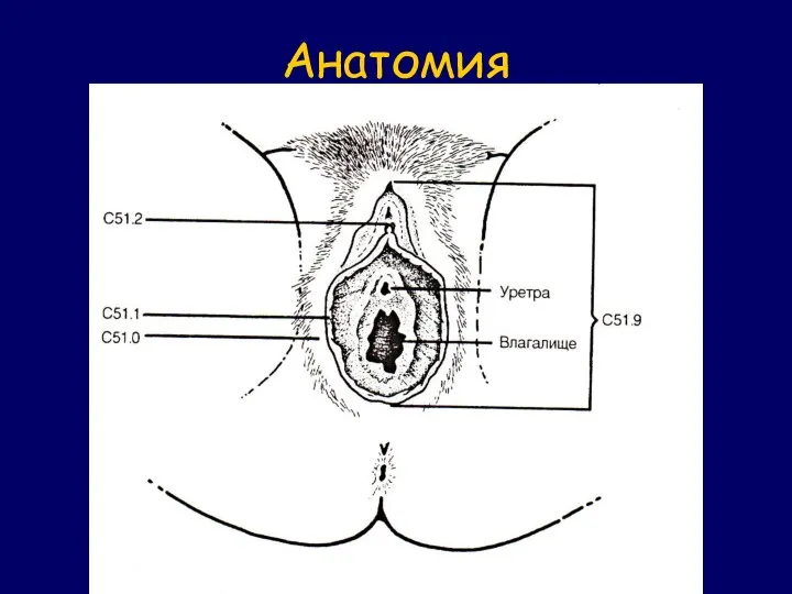 Анатомия