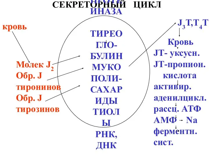 СЕКРЕТОРНЫЙ ЦИКЛ ПРОТЕИНАЗА ТИРЕОГЛО- БУЛИН МУКОПОЛИ- САХАРИДЫ ТИОЛЫ РНК, ДНК Молек