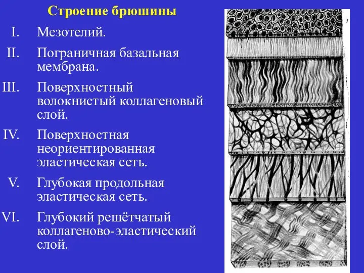 Строение брюшины Мезотелий. Пограничная базальная мембрана. Поверхностный волокнистый коллагеновый слой. Поверхностная