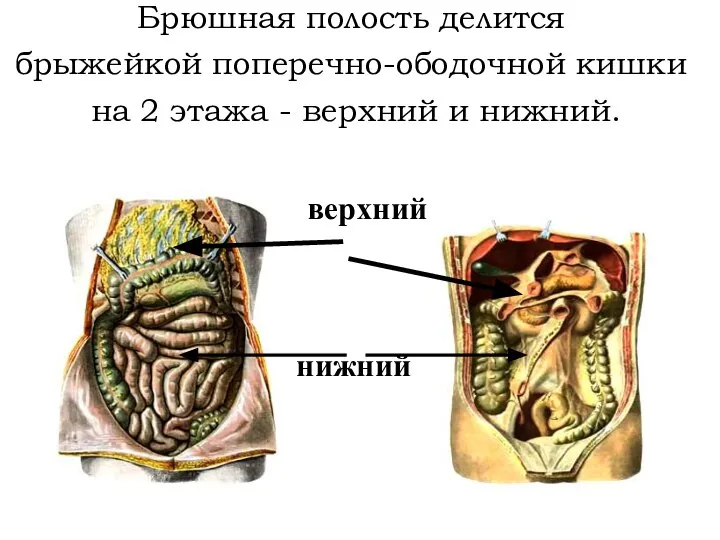 Брюшная полость делится брыжейкой поперечно-ободочной кишки на 2 этажа - верхний и нижний. нижний верхний