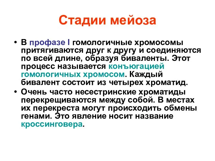 Стадии мейоза В профазе I гомологичные хромосомы притягиваются друг к другу