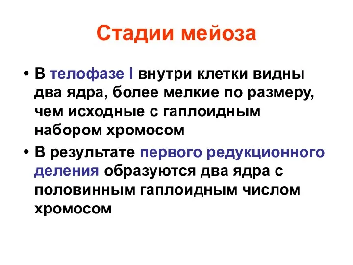 Стадии мейоза В телофазе I внутри клетки видны два ядра, более