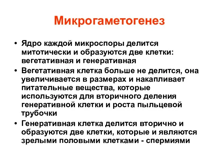 Микрогаметогенез Ядро каждой микроспоры делится митотически и образуются две клетки: вегетативная