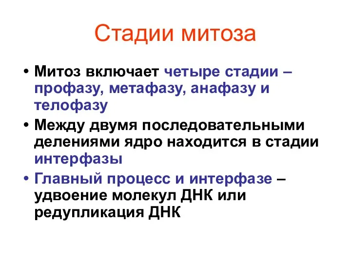 Стадии митоза Митоз включает четыре стадии – профазу, метафазу, анафазу и