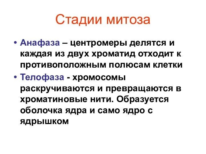 Стадии митоза Анафаза – центромеры делятся и каждая из двух хроматид