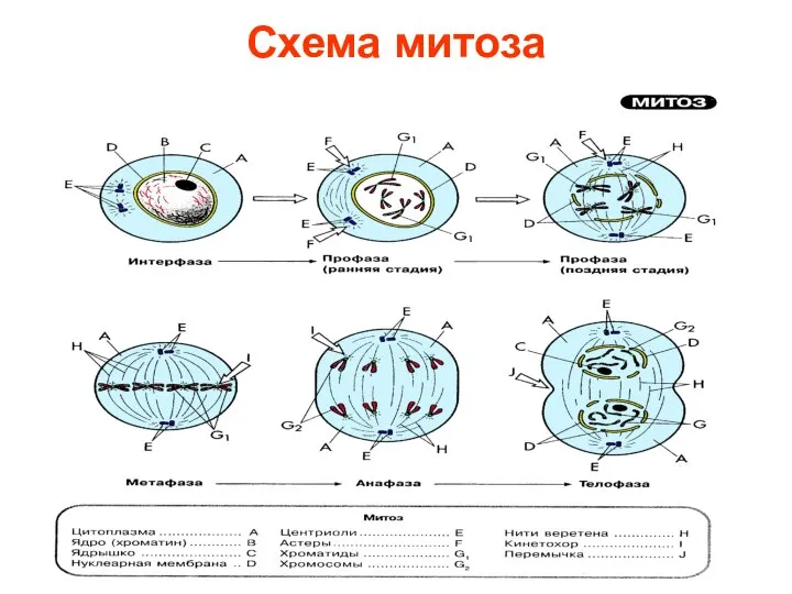 Схема митоза