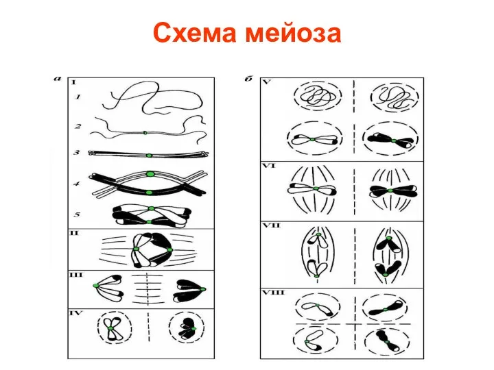 Схема мейоза