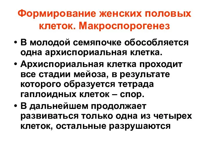 Формирование женских половых клеток. Макроспорогенез В молодой семяпочке обособляется одна архиспориальная