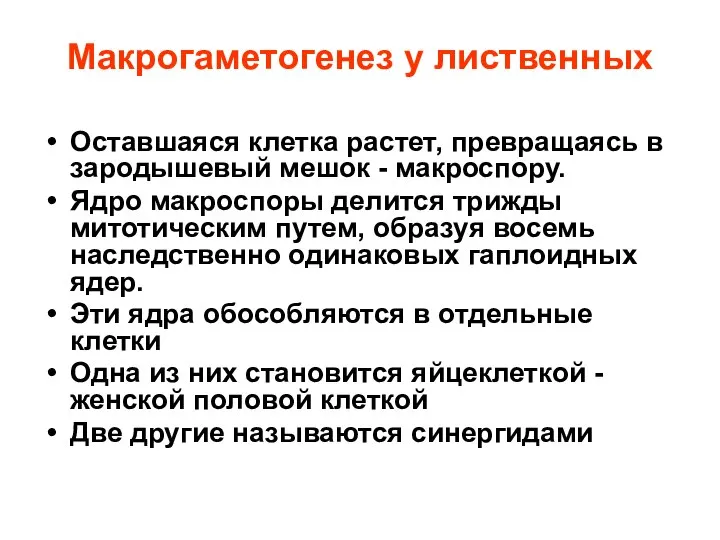 Макрогаметогенез у лиственных Оставшаяся клетка растет, превращаясь в зародышевый мешок -