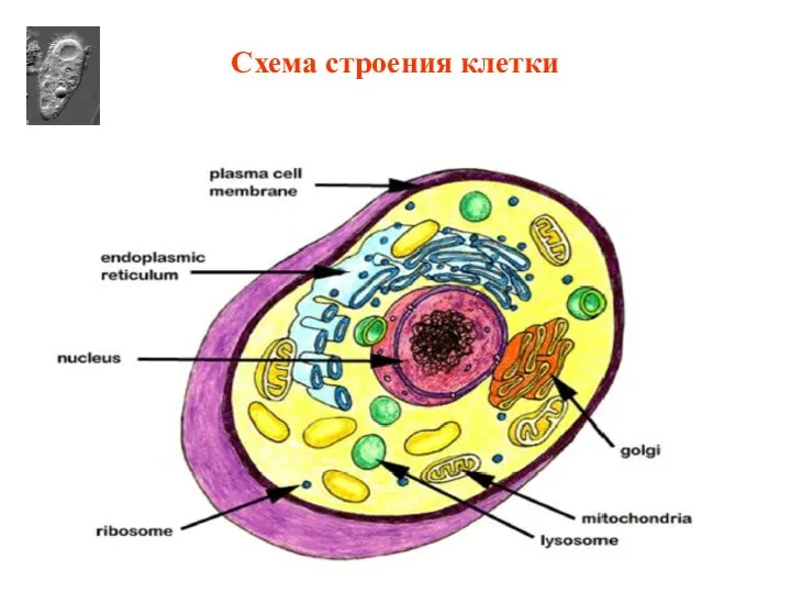 Схема строения клетки