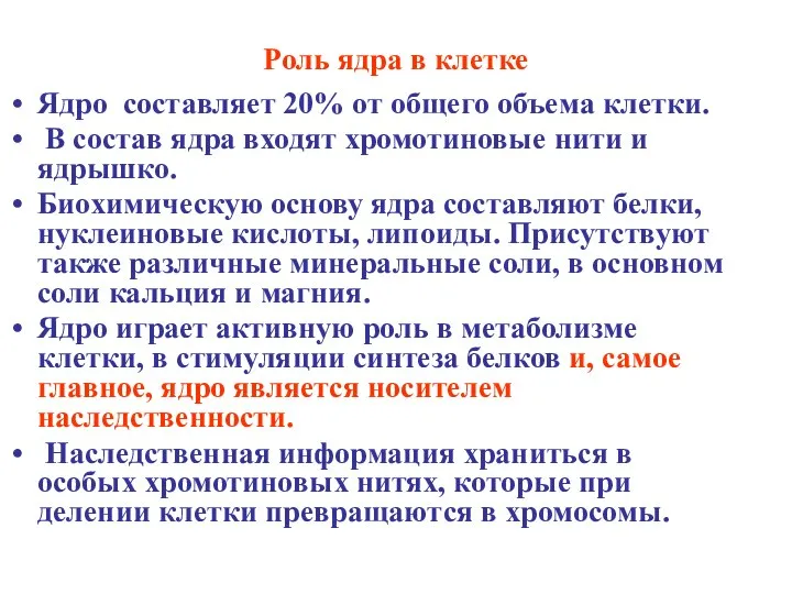 Роль ядра в клетке Ядро составляет 20% от общего объема клетки.